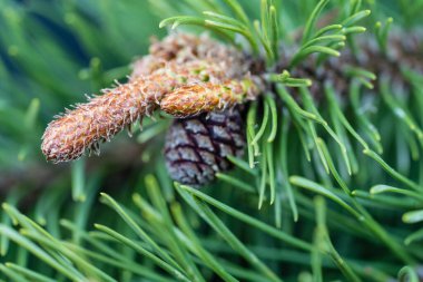 Sedir konileri ve zeytin ağacında fındıklar