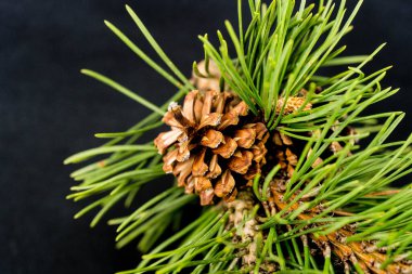 Sedir konileri ve zeytin ağacında fındıklar