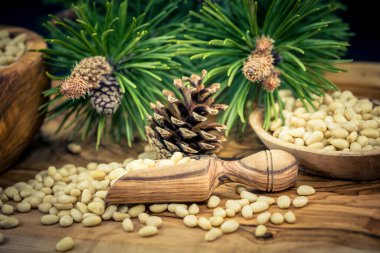 Sedir konileri ve zeytin ağacında fındıklar