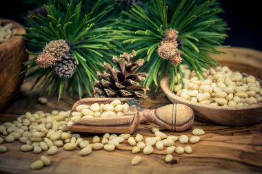 Sedir konileri ve zeytin ağacında fındıklar