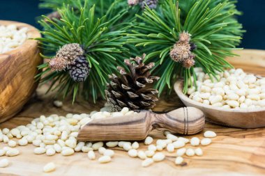 Sedir konileri ve zeytin ağacında fındıklar