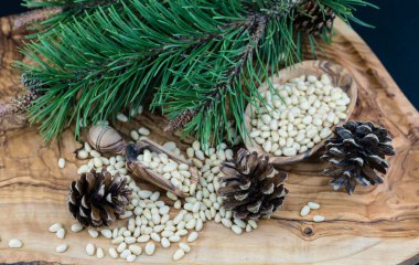 Sedir konileri ve zeytin ağacında fındıklar