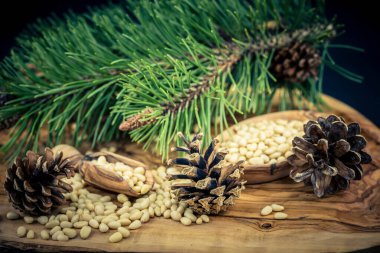 Sedir konileri ve zeytin ağacında fındıklar