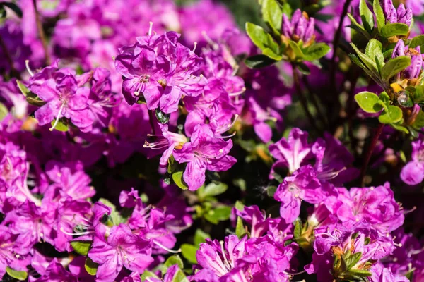 Flor Azálea Rododendro Primavera — Fotografia de Stock