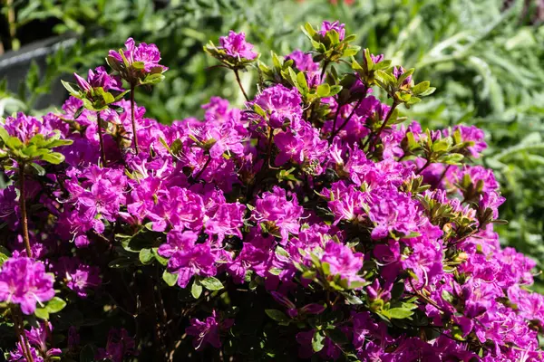 Flor Azálea Rododendro Primavera — Fotografia de Stock