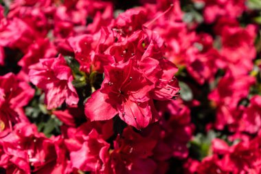 İlkbaharda açelya filizlenir.