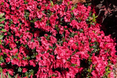 İlkbaharda açelya filizlenir.