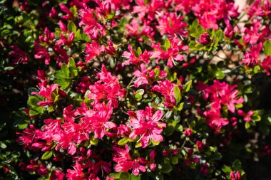 İlkbaharda açelya filizlenir.