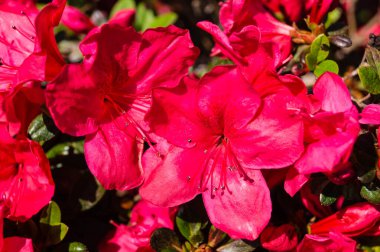 İlkbaharda açelya filizlenir.