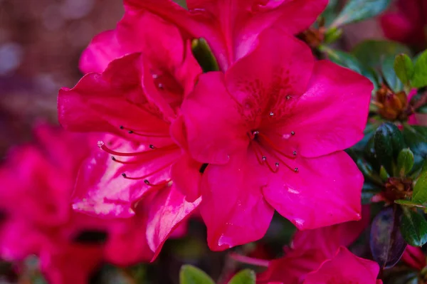 Rhododendron Azalea Blossom Spring — Stock Photo, Image