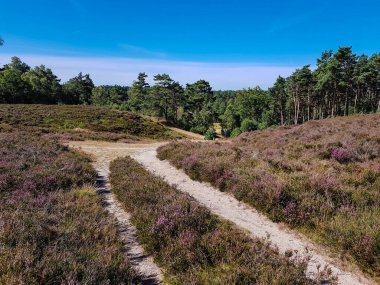 Doğa koruma alanında Fischbeker Heide Hamburg Almanya 'sının yanında