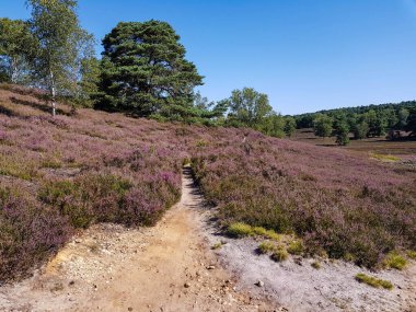 Doğa koruma alanında Fischbeker Heide Hamburg Almanya 'sının yanında