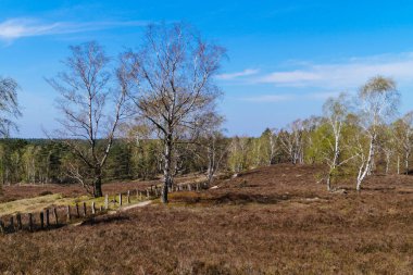 Doğa koruma alanında Fischbeker Heide Hamburg Almanya 'sının yanında