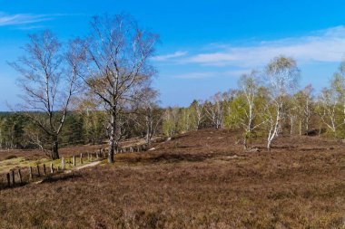 Doğa koruma alanında Fischbeker Heide Hamburg Almanya 'sının yanında