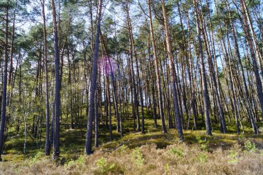 Doğa koruma alanında Fischbeker Heide Hamburg Almanya 'sının yanında