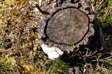 Doğa koruma alanında Fischbeker Heide Hamburg Almanya 'sının yanında
