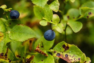 Doğa koruma alanında Fischbeker Heide Hamburg Almanya 'sının yanında