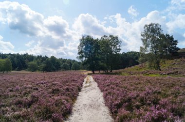 Doğa koruma alanında Fischbeker Heide Hamburg Almanya 'sının yanında