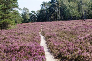 Doğa koruma alanında Fischbeker Heide Hamburg Almanya 'sının yanında