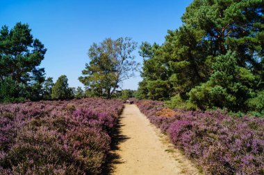 Doğa koruma alanında Fischbeker Heide Hamburg Almanya 'sının yanında