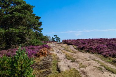 Doğa koruma alanında Fischbeker Heide Hamburg Almanya 'sının yanında