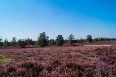 Doğa koruma alanında Fischbeker Heide Hamburg Almanya 'sının yanında