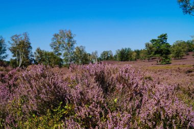 Doğa koruma alanında Fischbeker Heide Hamburg Almanya 'sının yanında
