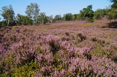 Doğa koruma alanında Fischbeker Heide Hamburg Almanya 'sının yanında