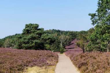 Doğa koruma alanında Fischbeker Heide Hamburg Almanya 'sının yanında
