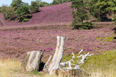Doğa koruma alanında Fischbeker Heide Hamburg Almanya 'sının yanında