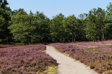 Doğa koruma alanında Fischbeker Heide Hamburg Almanya 'sının yanında