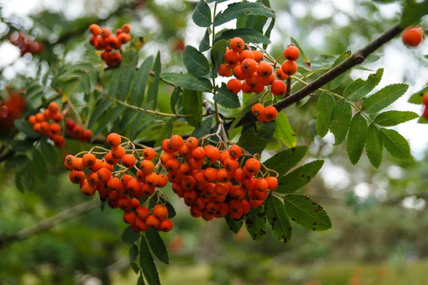 Nella Riserva Naturale Fischbeker Heide Vicino Amburgo Germania — Foto Stock