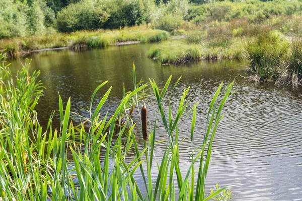 Doğa koruma alanında Fischbeker Heide Hamburg Almanya 'sının yanında