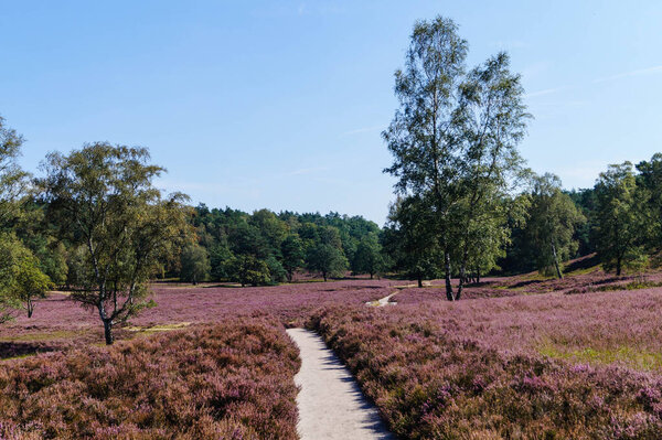 In the nature reserve Fischbeker Heide next to Hamburg Germany