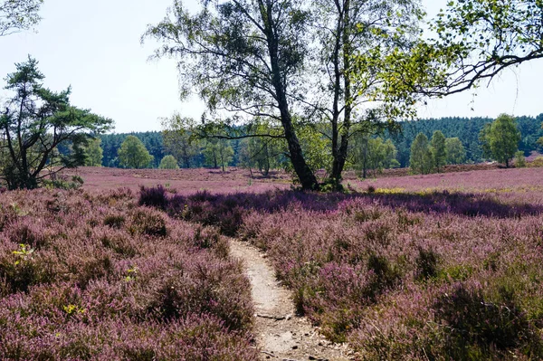 Nature Reserve Fischbeker Heide Next Hamburg Germany Royalty Free Stock Photos