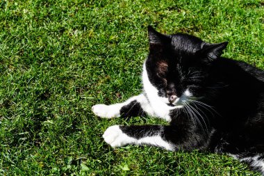 Siyah ve beyaz burunsuz erkek kedi