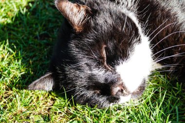 Siyah ve beyaz burunsuz erkek kedi