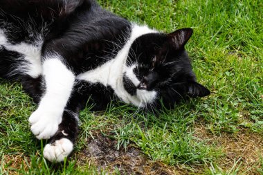 Siyah ve beyaz burunsuz erkek kedi