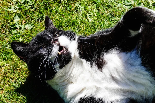 Black White Tomcat Nose — стоковое фото