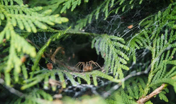 Araignée Dans Toile — Photo