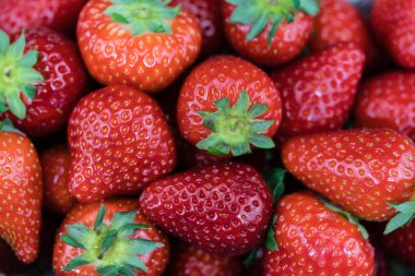 Zeytin ağacında çilek