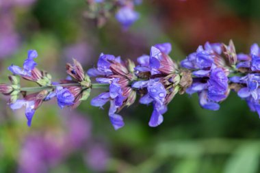 mor adaçayı çiçekleri ve yaprakları