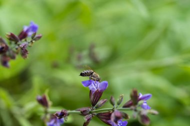 mor adaçayı çiçekleri ve yaprakları
