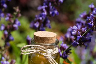 mor adaçayı çiçekleri ve yaprakları