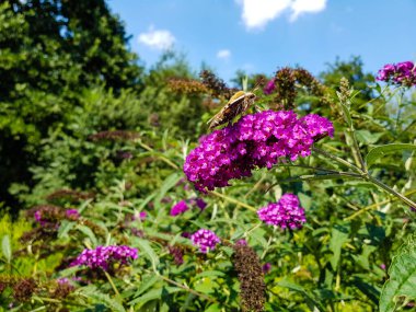 Bedstraw Hawks Hyles Gallii Mor Kelebek çalılığında Daviddii