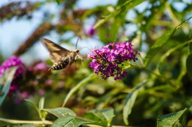 Bedstraw Hawks Hyles Gallii Mor Kelebek çalılığında Daviddii