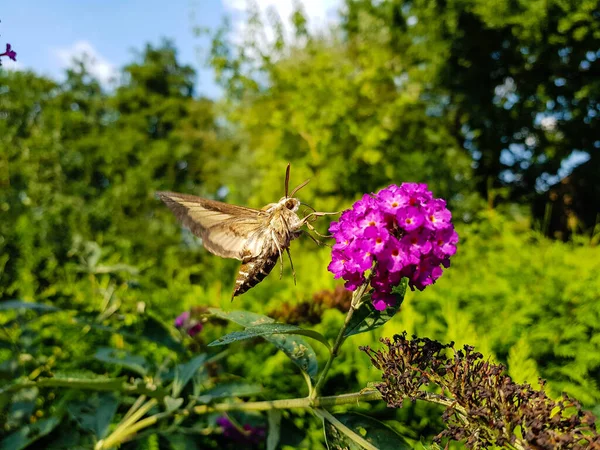 稻草鹰在紫色蝴蝶花丛上吃着鹰嘴豆 — 图库照片
