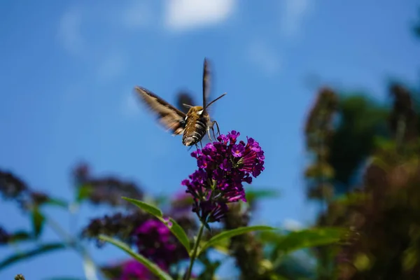 Słomkowate Jastrzębie Hyles Gallii Purpurowym Krzewie Motyla Buddleja Davidii — Zdjęcie stockowe
