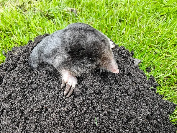 Ein Maulwurf Garten — Stockfoto