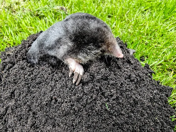 Ein Maulwurf Garten — Stockfoto